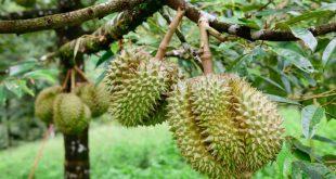 cara menanam durian di daerah panas