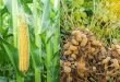 cara menanam jagung dan kacang tanah