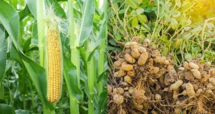 cara menanam jagung dan kacang tanah