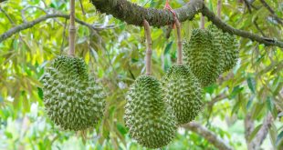 cara menanam durian musang king