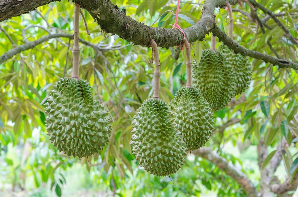 cara menanam durian musang king